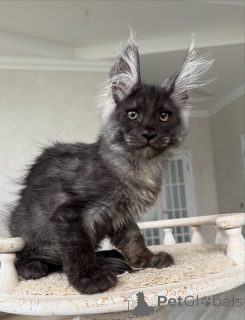 Zdjęcie №2 do zapowiedźy № 154636 na sprzedaż  maine coon - wkupić się Niemcy hodowca