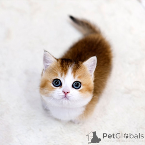 Zdjęcie №1. munchkin - na sprzedaż w Paryż | negocjowane | Zapowiedź № 158643