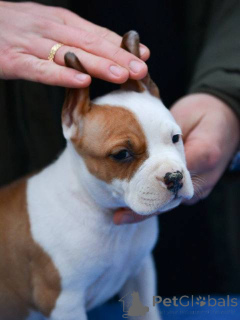 Zdjęcie №1. amerykański staffordshire terier - na sprzedaż w Belgrad | negocjowane | Zapowiedź №164475