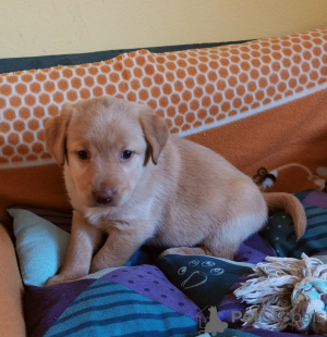 Zdjęcie №1. labradoodle - na sprzedaż w Mariánské Lázně | negocjowane | Zapowiedź №166158