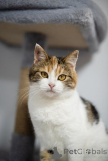 Zdjęcie №2 do zapowiedźy № 159490 na sprzedaż   - wkupić się Federacja Rosyjska ze schronu