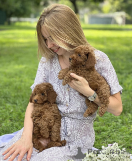 Zdjęcie №4. Sprzedam maltipu w Zürich. hodowca - cena - negocjowane