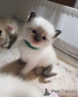 Zdjęcie №1. ragdoll - na sprzedaż w Helsinki | 2392zł | Zapowiedź № 160993