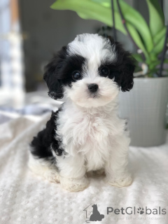 Zdjęcie №2 do zapowiedźy № 166763 na sprzedaż  maltipu - wkupić się Francja prywatne ogłoszenie, hodowca