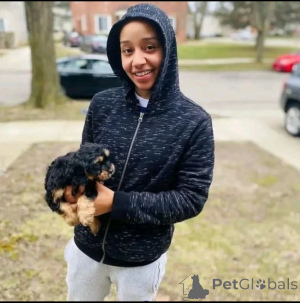 Zdjęcie №4. Sprzedam yorkshire terrier w Achterveld. hodowca - cena - Bezpłatny