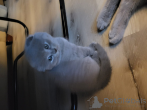 Zdjęcie №3. Śliczne kocięta. USA