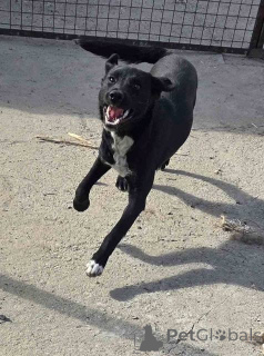 Zdjęcie №1. pies nierasowy - na sprzedaż w Beška | Bezpłatny | Zapowiedź №157353