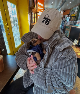 Zdjęcie №3. Тражи вољени дом. Czarnogóra