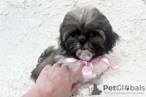 Zdjęcie №1. shih tzu - na sprzedaż w Berlin | 1465zł | Zapowiedź №107505