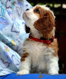 Zdjęcie №3. Cavalier King Charles Spaniel Blenheim i Tricolor. Serbia