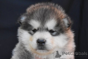 Zdjęcie №1. alaskan malamute - na sprzedaż w Šid | negocjowane | Zapowiedź №173140