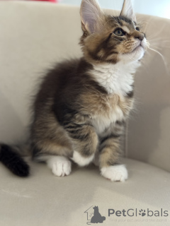 Zdjęcie №3. Kocięta rasy Maine Coon firmy LOOF. Monaco