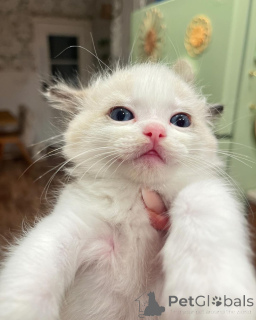 Zdjęcie №1. ragdoll - na sprzedaż w Berlin | negocjowane | Zapowiedź № 143472