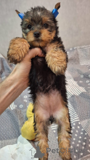 Zdjęcie №3. Miniaturowe Yorksowie.. Litwa