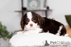 Zdjęcie №1. cavalier king charles spaniel - na sprzedaż w Barsbüttel | negocjowane | Zapowiedź №160074