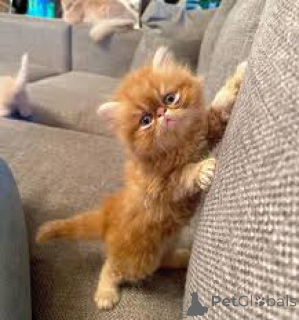 Zdjęcie №2 do zapowiedźy № 165917 na sprzedaż  perskie - wkupić się Francja prywatne ogłoszenie, hodowca