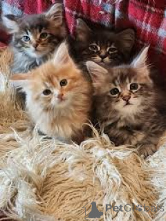 Zdjęcie №1. kot norweski leśny - na sprzedaż w Helsinki | 2774zł | Zapowiedź № 164062