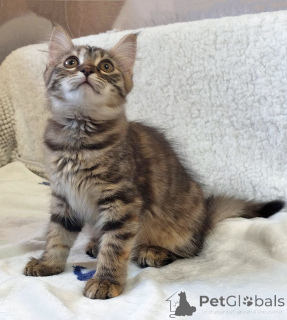 Zdjęcie №2 do zapowiedźy № 158290 na sprzedaż   - wkupić się Federacja Rosyjska prywatne ogłoszenie