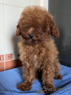 Zdjęcie №1. pudel (zabawka) - na sprzedaż w Kijów | 5740zł | Zapowiedź №150131