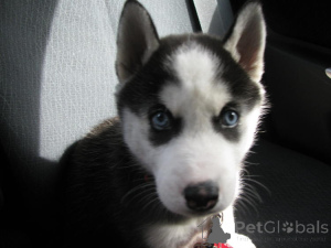 Zdjęcie №3. Siberian Husky Szczenięta. 3 mężczyźni, 4 kobiety.. Białoruś