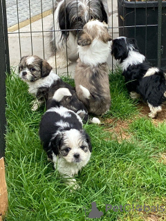 Dodatkowe zdjęcia: Urocze szczenięta Shih Tzu do bezpłatnej adopcji