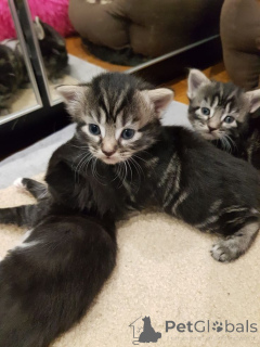 Zdjęcie №2 do zapowiedźy № 161095 na sprzedaż  kot europejski krótkowłosy - wkupić się Szwecja hodowca