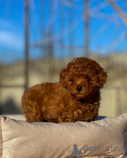 Zdjęcie №2 do zapowiedźy № 155843 na sprzedaż  pudel (zabawka) - wkupić się Niemcy hodowca