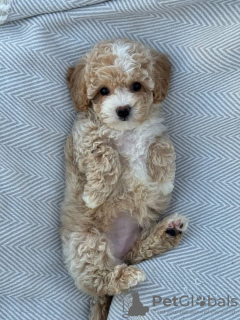 Zdjęcie №2 do zapowiedźy № 130448 na sprzedaż   - wkupić się Niemcy 