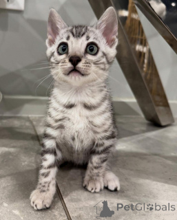 Zdjęcie №1. kot bengalski - na sprzedaż w Norymberga | 3588zł | Zapowiedź № 152551