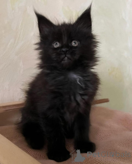 Zdjęcie №1. maine coon - na sprzedaż w Monachium | 3348zł | Zapowiedź № 150611