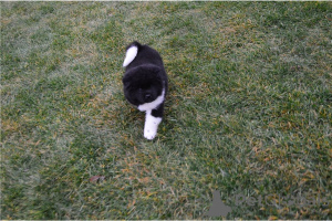 Zdjęcie №3. Domowy wyszkolony szczenięta Akita do adopcji. Niemcy