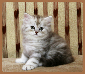 Zdjęcie №4. Sprzedam kot brytyjski długowłosy w Sewerodwinsk. od żłobka, hodowca - cena - Negocjowane