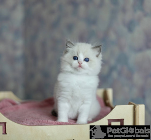 Zdjęcie №3. Niemiecki Rex. Belgia