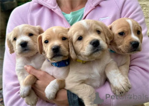 Zdjęcie №1. cocker spaniel amerykański - na sprzedaż w Barsel | 1674zł | Zapowiedź №153476