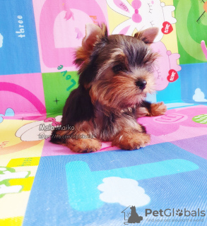 Zdjęcie №4. Sprzedam yorkshire terrier w Tbilisi. prywatne ogłoszenie, od żłobka - cena - 2377zł