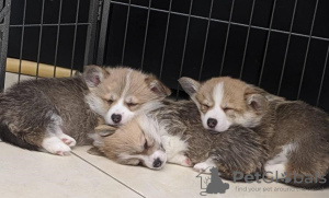 Zdjęcie №1. welsh corgi - na sprzedaż w Berlin | 1465zł | Zapowiedź №116837