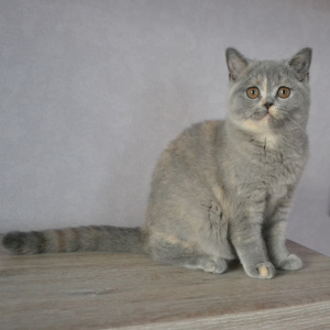 Zdjęcie №3. Brytyjskie koty. Białoruś