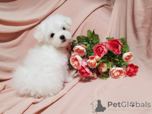 Zdjęcie №3. Urocze szczenięta gotowe do nowego domu. USA