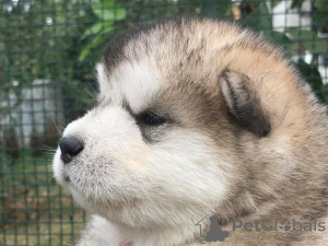 Dodatkowe zdjęcia: Szczenięta Alaskan Malamute