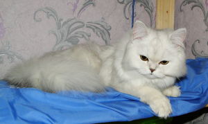 Zdjęcie №3. Szkocki puszysty srebrny kot. Federacja Rosyjska