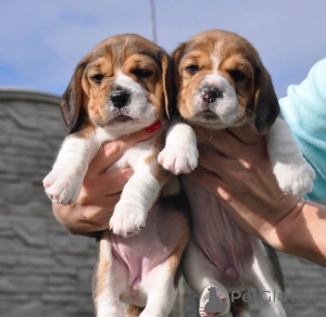 Zdjęcie №4. Sprzedam  w Augsburg.  - cena - negocjowane