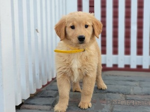 Zdjęcie №1. golden retriever - na sprzedaż w Berlin | 2392zł | Zapowiedź №160656
