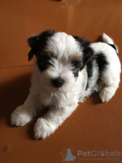 Zdjęcie №3. Sprzedam szczenięta Beaver York. Białoruś