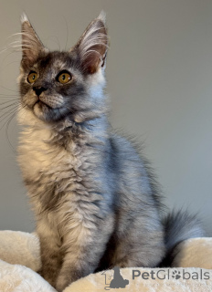 Zdjęcie №1. maine coon - na sprzedaż w Monaco | negocjowane | Zapowiedź № 164569