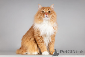 Zdjęcie №3. Czerwony kot Puszkin szuka rodziny.. Federacja Rosyjska