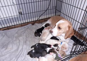 Zdjęcie №1. beagle (rasa psa) - na sprzedaż w Dilijan | Bezpłatny | Zapowiedź №161321