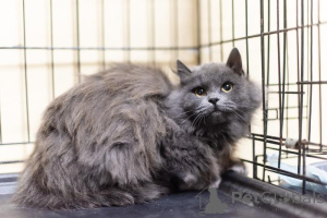 Zdjęcie №3. Puszysta piękność Artemis jest w dobrych rękach.. Federacja Rosyjska