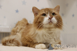 Zdjęcie №1.  - na sprzedaż w Mińsk | Bezpłatny | Zapowiedź № 139192