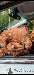 Zdjęcie №2. Usługi krycia pudel (zabawka). Cena - negocjowane