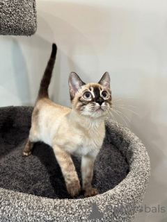 Zdjęcie №4. Sprzedam kot bengalski w Hamburg. prywatne ogłoszenie - cena - 3588zł